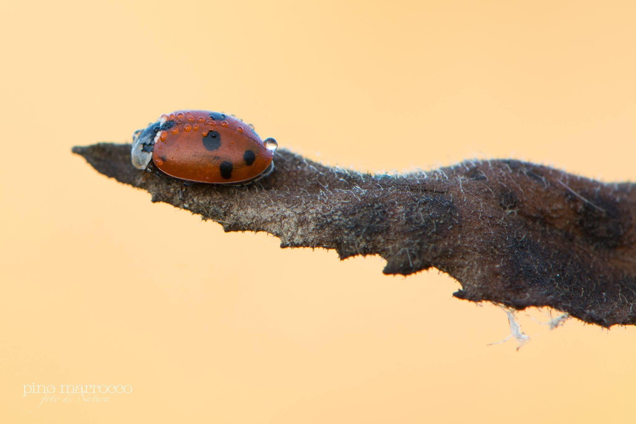 Lady Bug