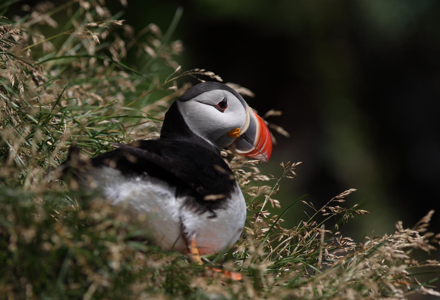 puffin