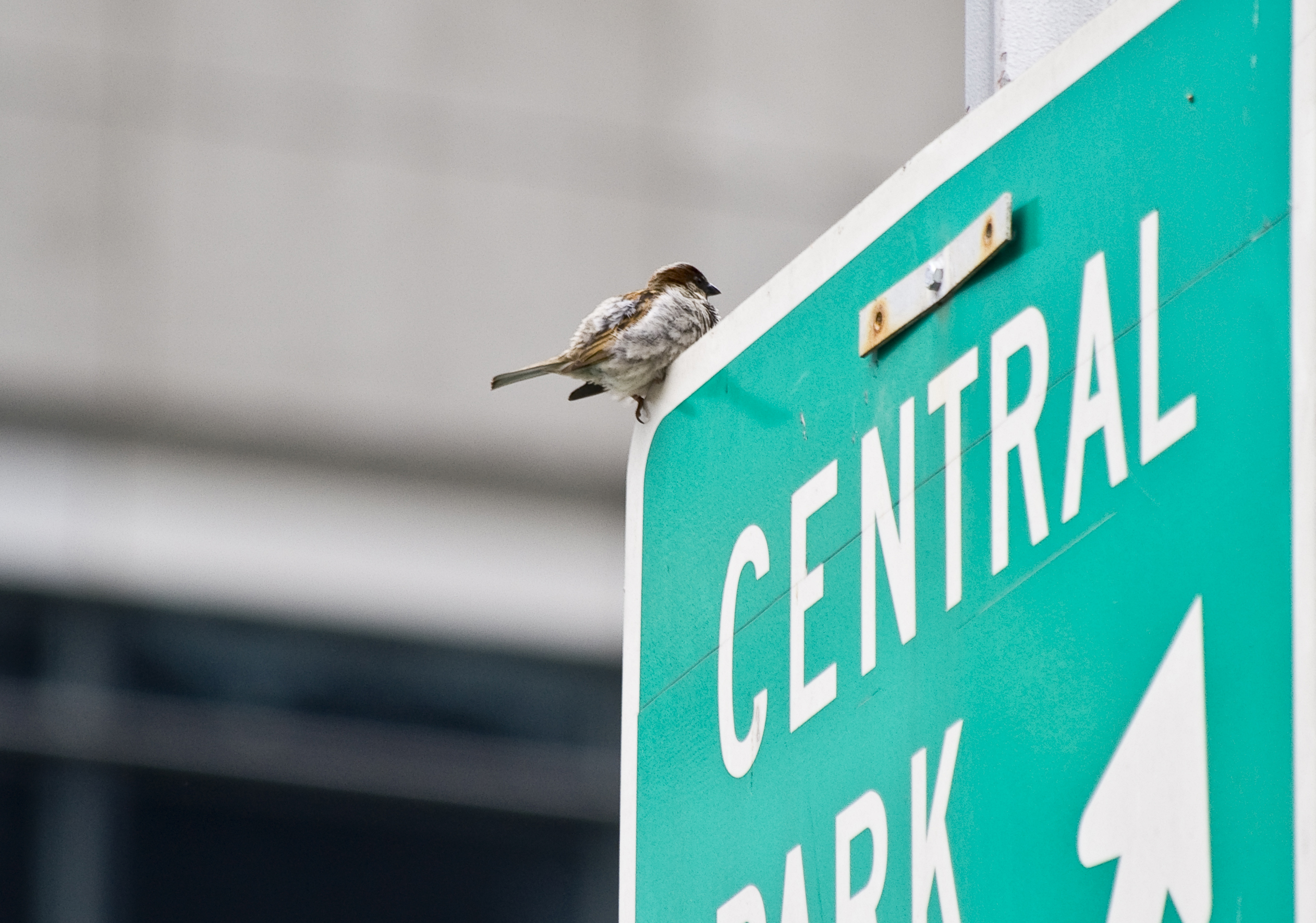 Tutti a Central Park