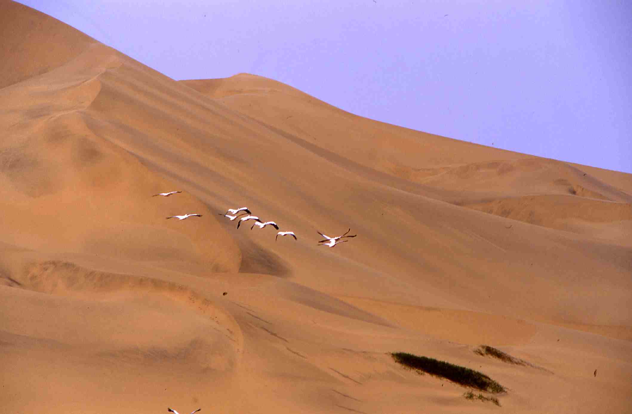 Dune Birds, Namibia