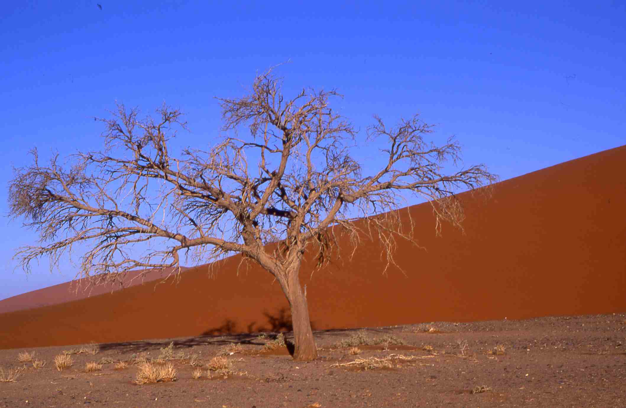 Duna Tree, Namibia