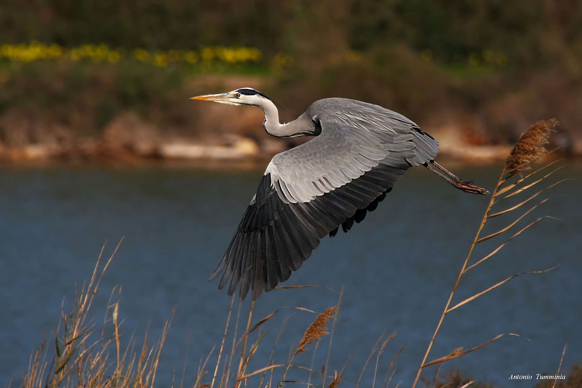 Grey Heron