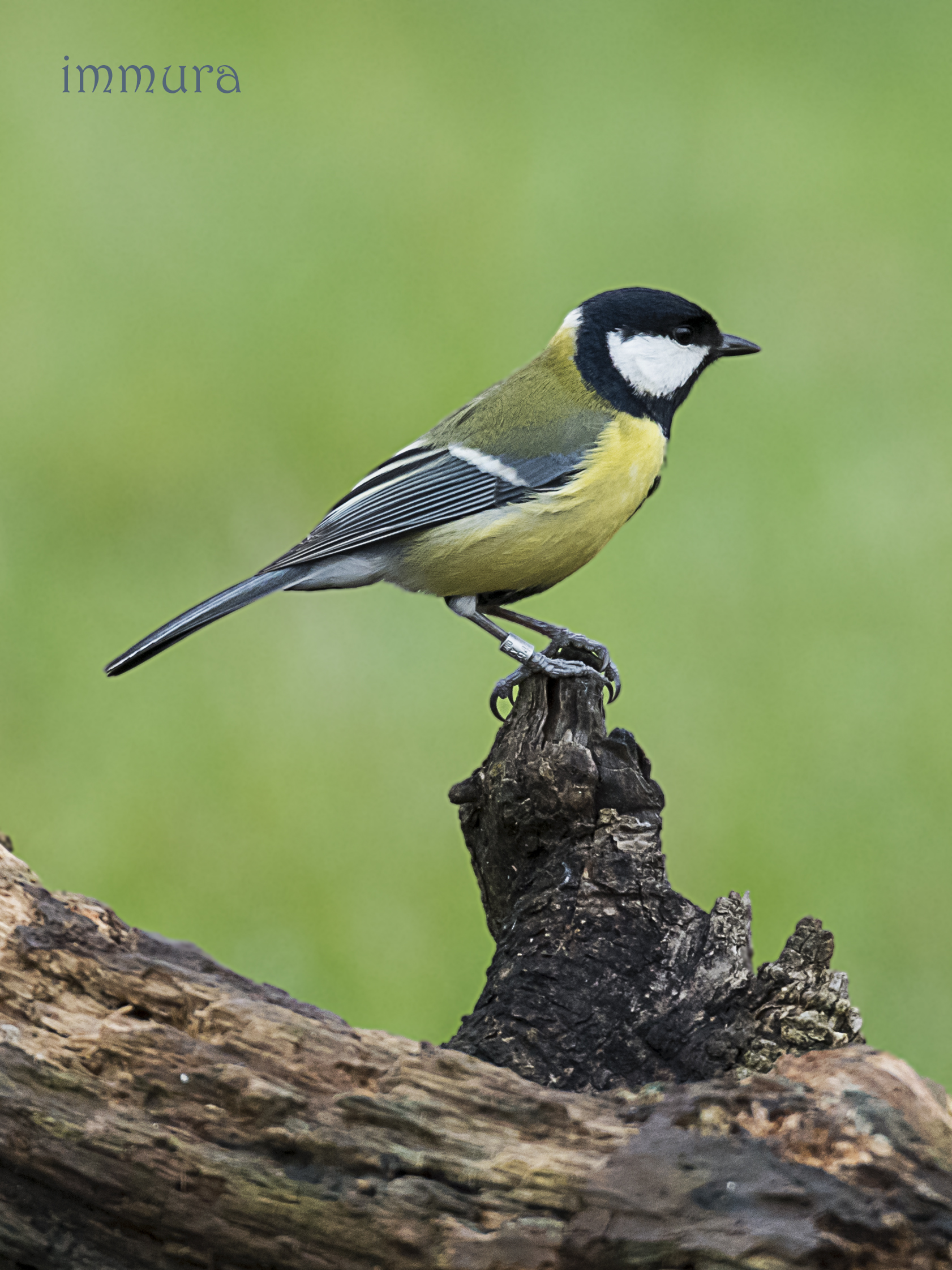 great tit