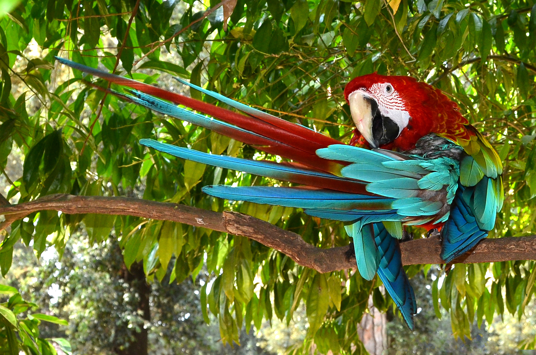 Parrot Villa Borghese