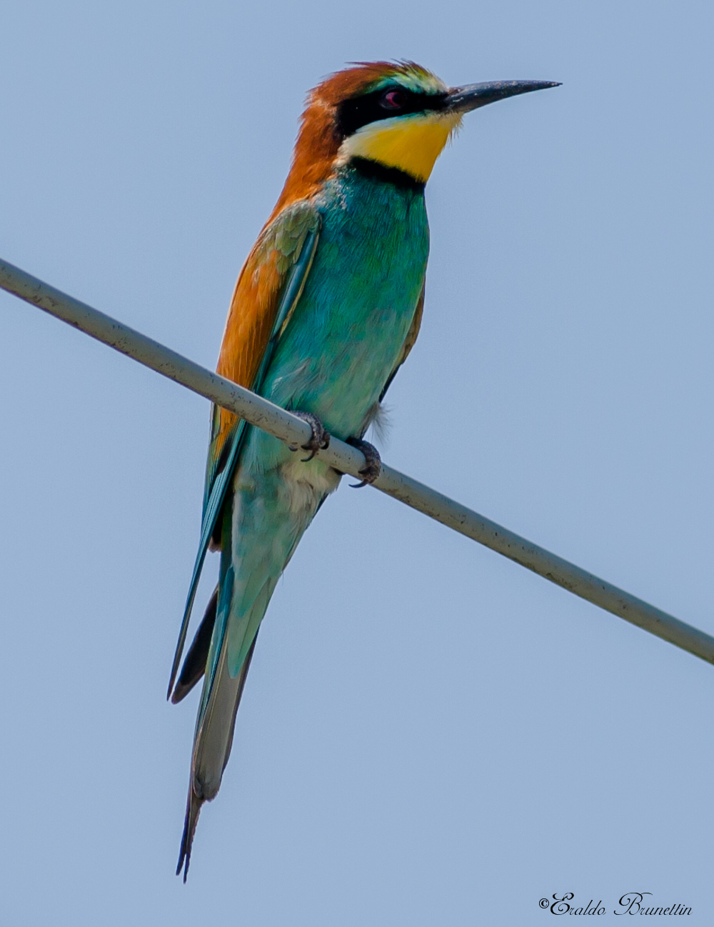 Bee-eater (Merops Bee-eater)