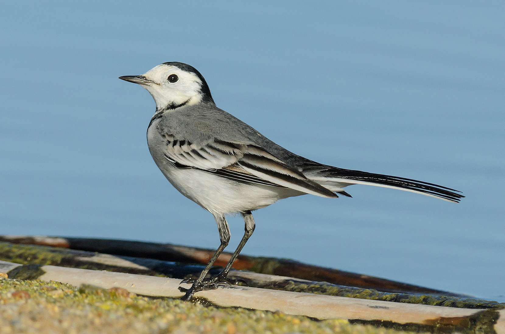 white wagtail