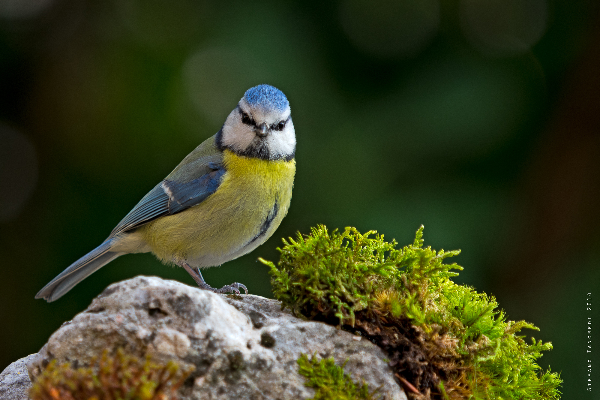 Cinciarella sul muschio