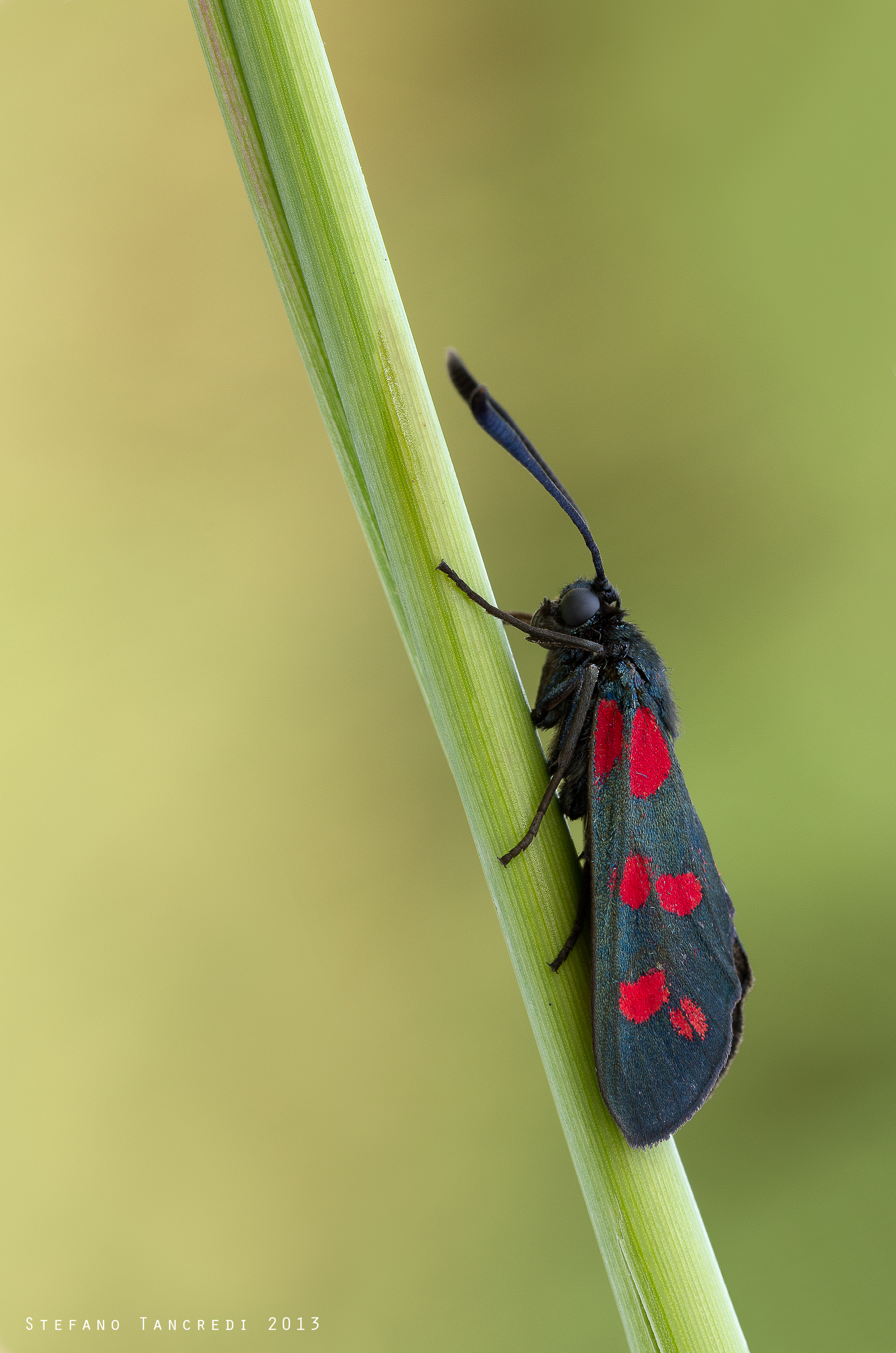 Zygaena filipendulae