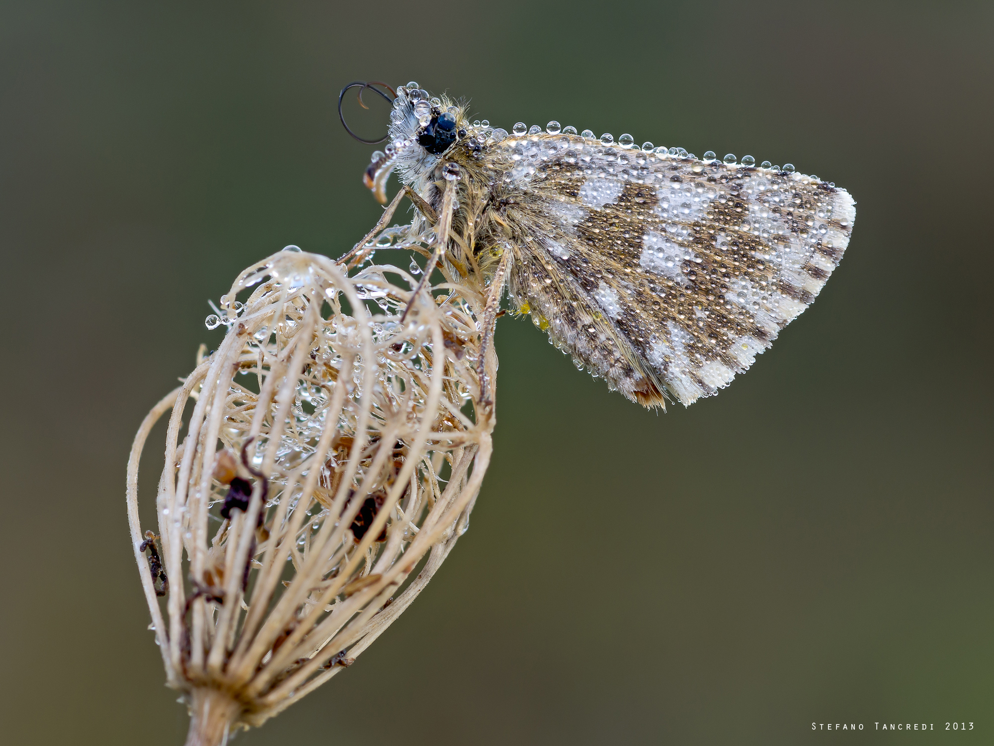 Gioielli in carrozza