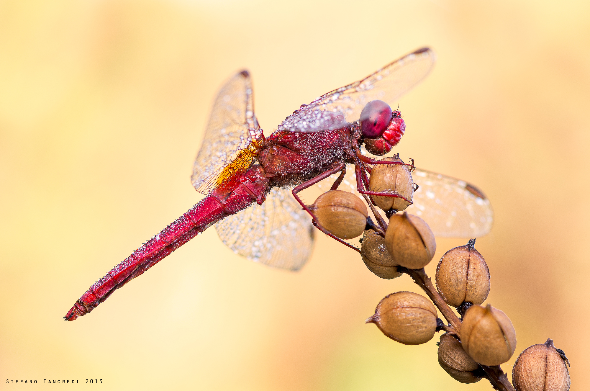 Crocothemis erythraea