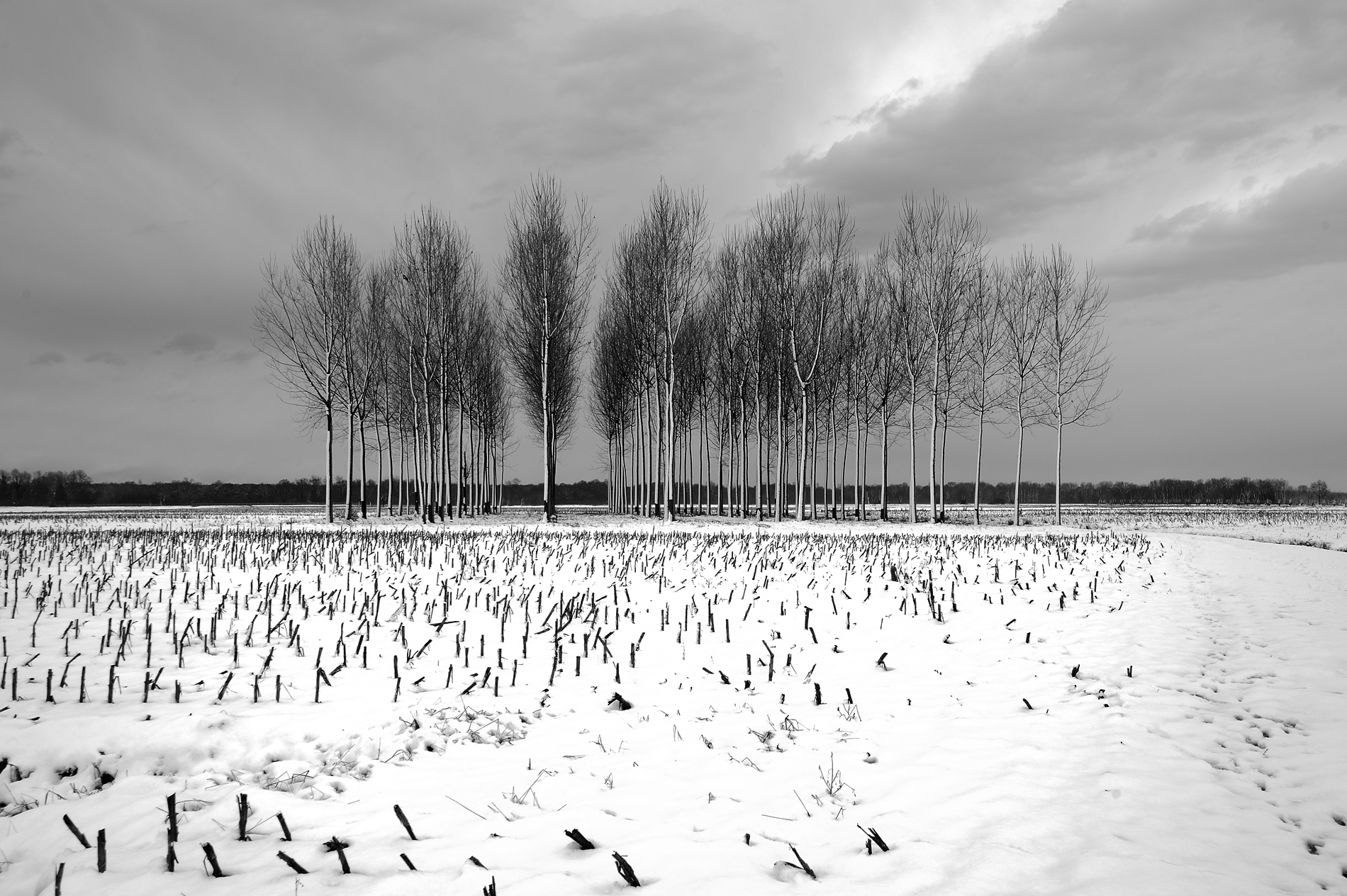 Snow on the fields and among the poplars