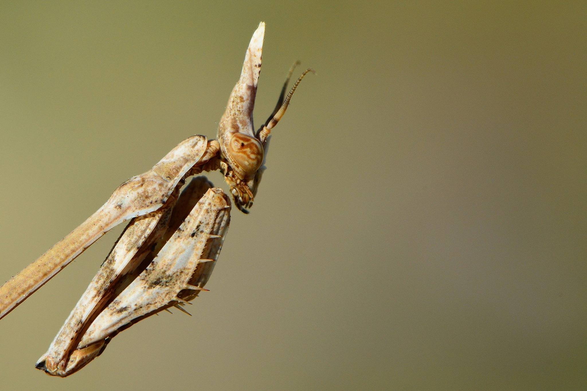 Empusa pennata