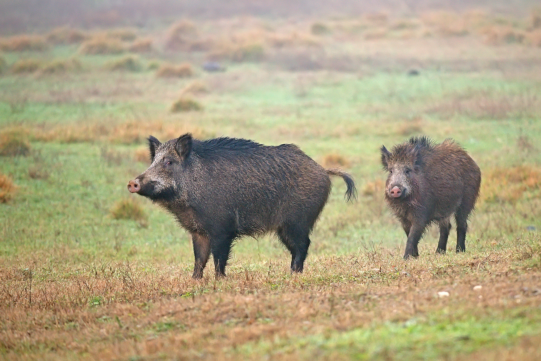 cercavo... e ho trovato cinghiali...