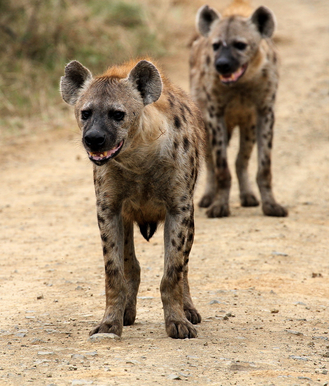 Preparation of an ambush