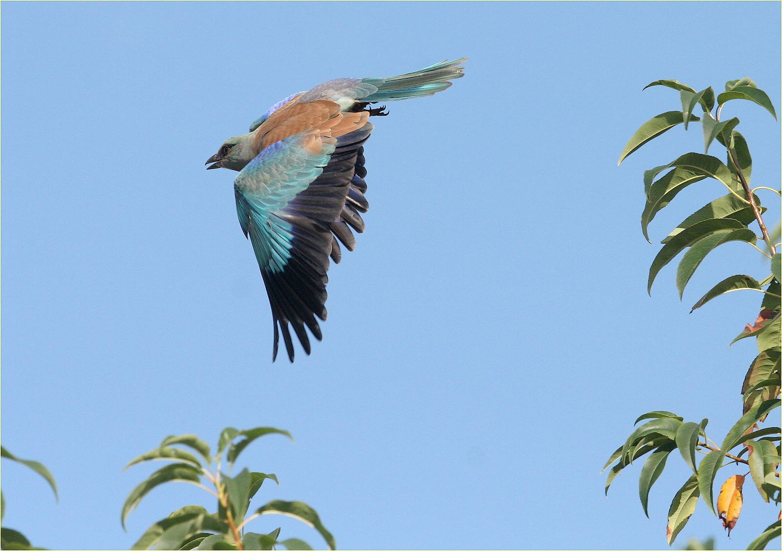 '' ghiandaia marina ''