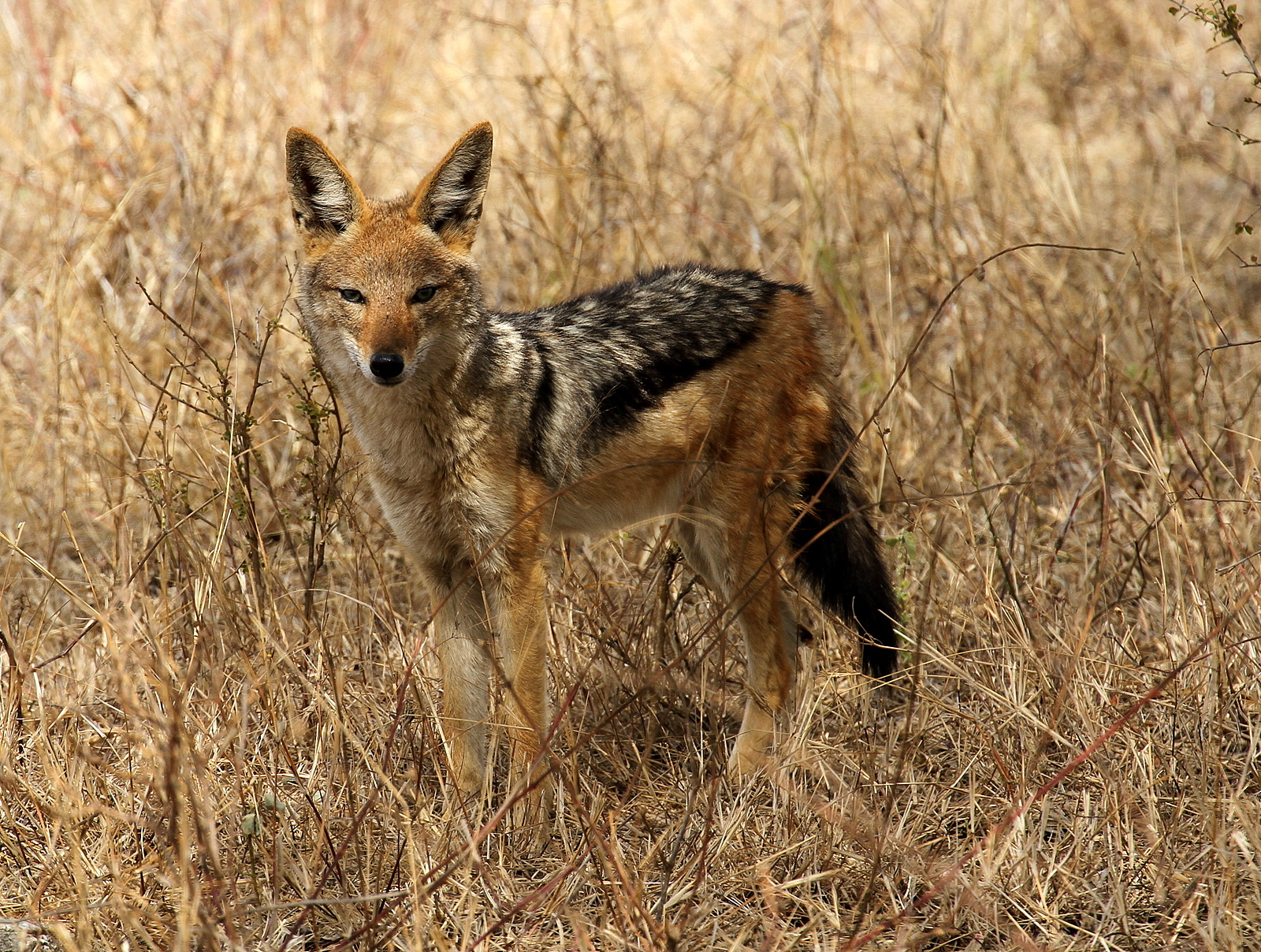Jackal from the mantle
