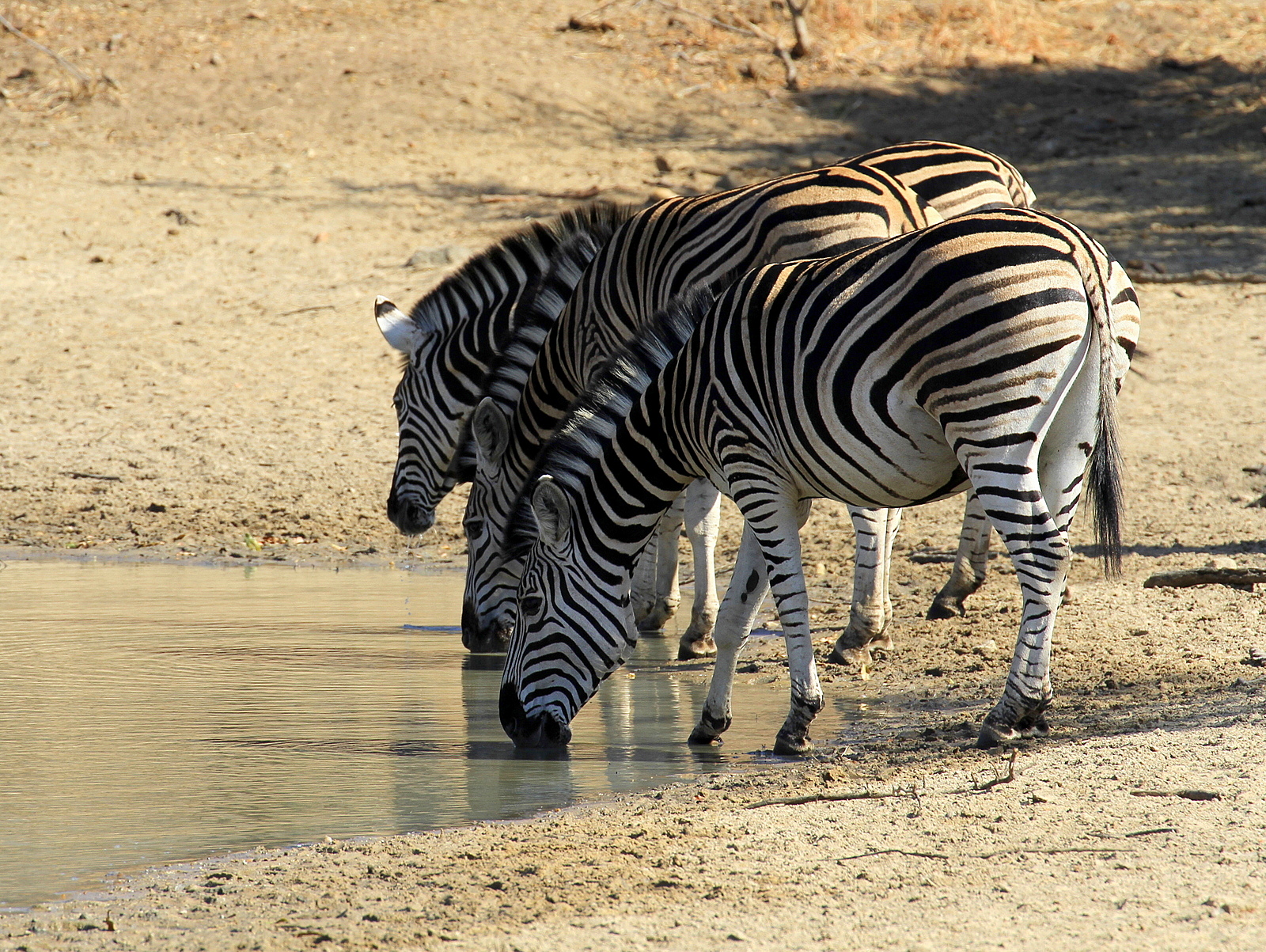 Burchell's Zebras