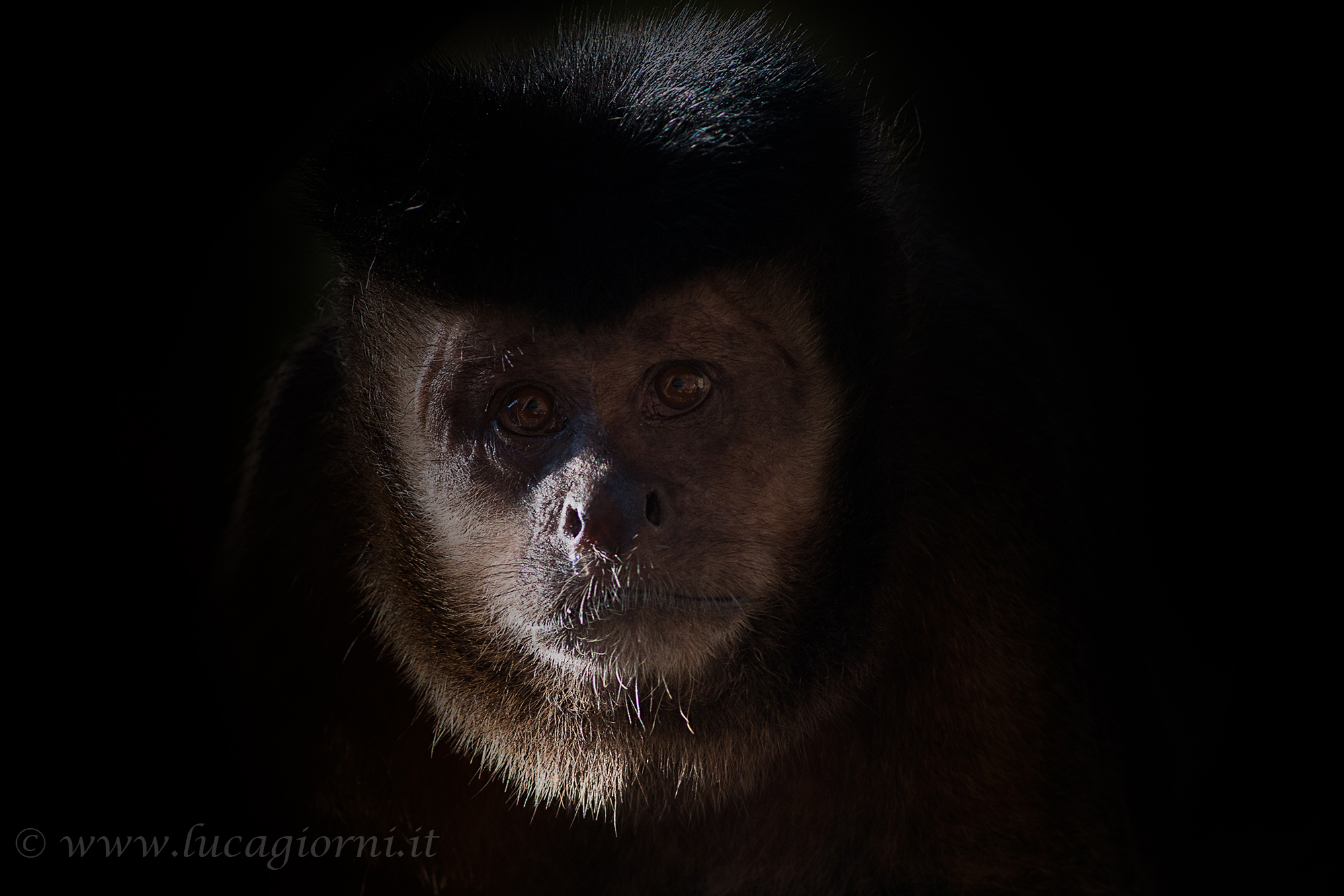 The sadness of the Zoo