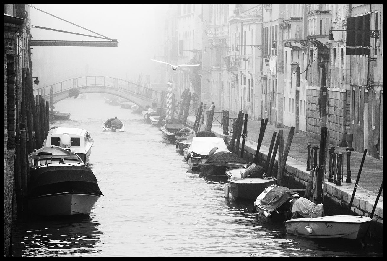 Venezia, la nebbia e il gabbiano