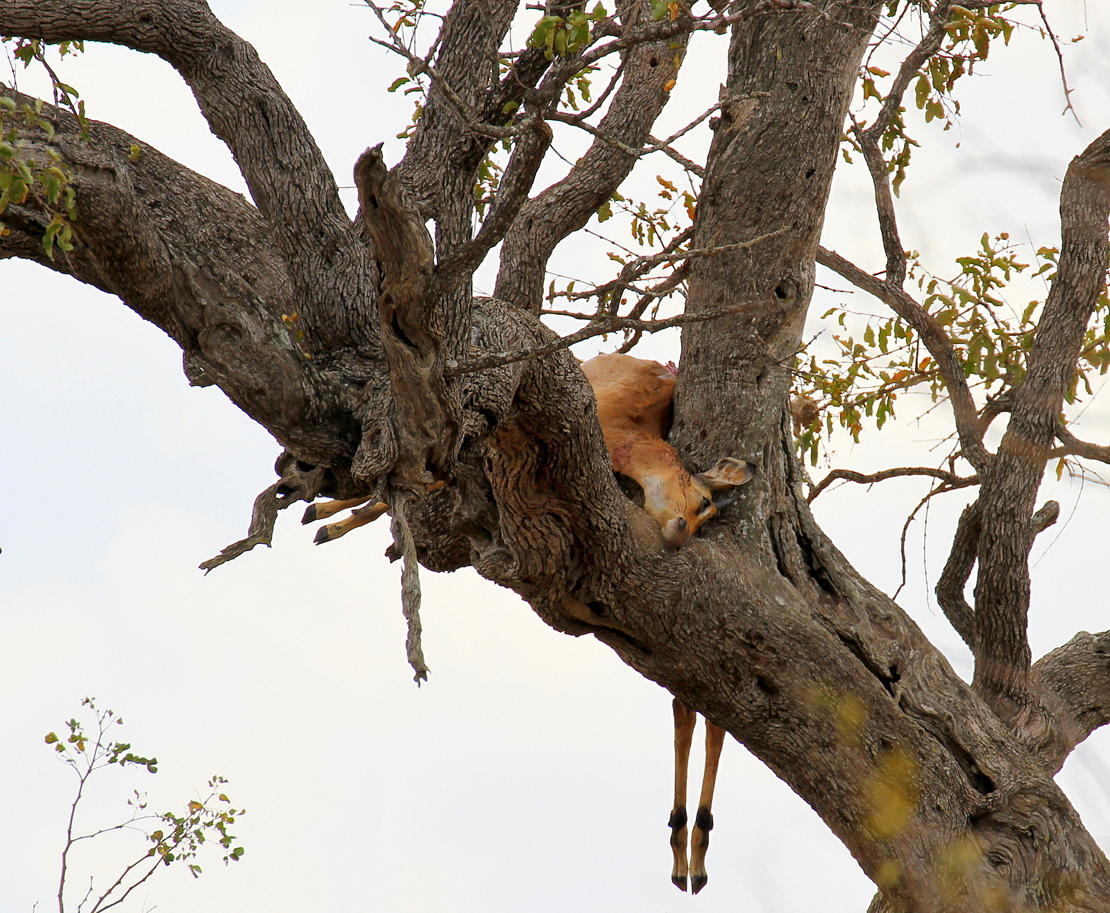 The pantry of the house Leopard
