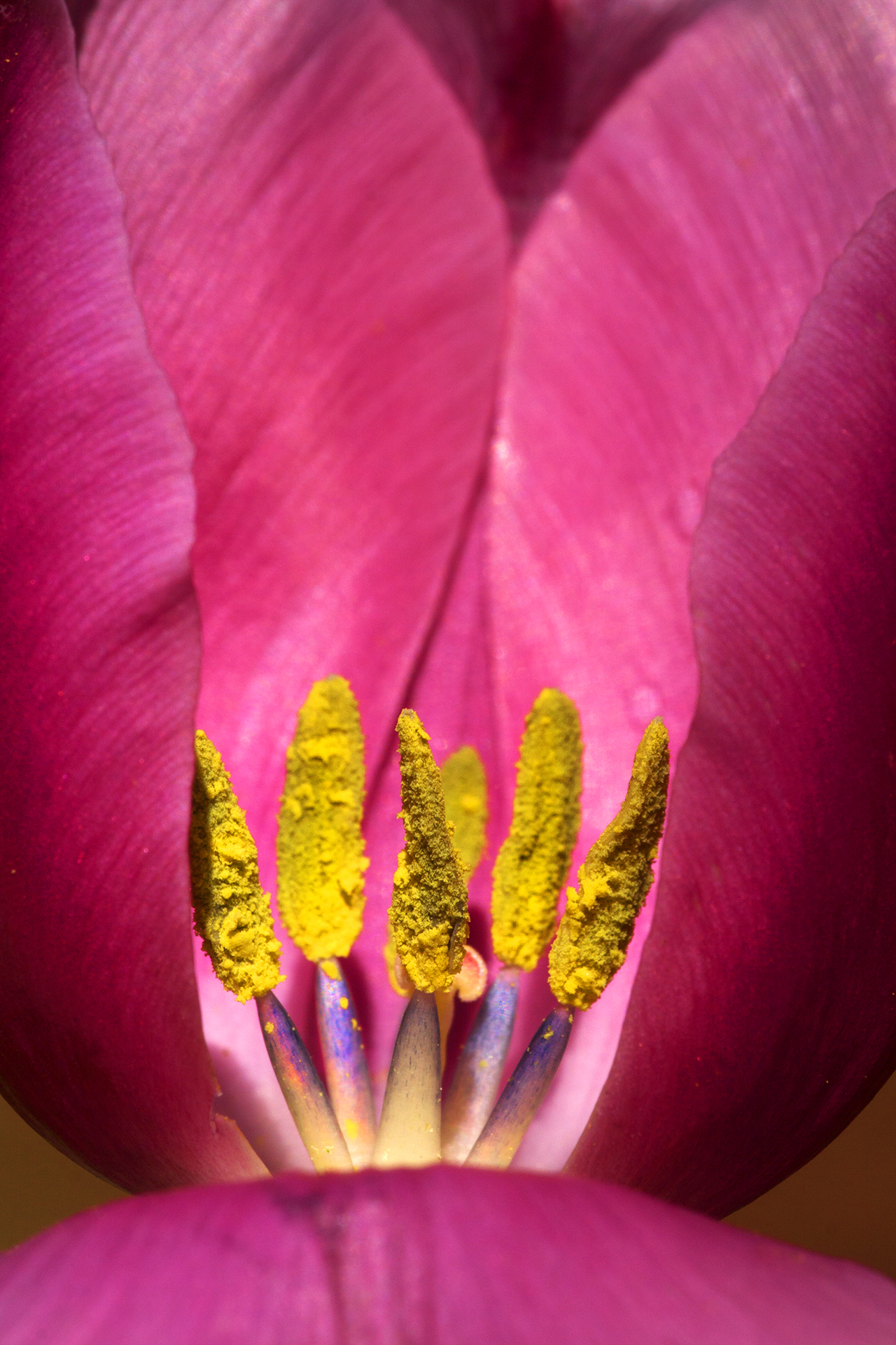 All'interno del tulipano