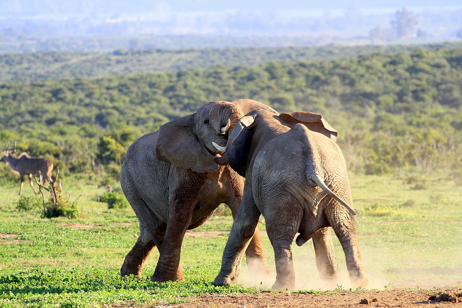 Battle of the Titans