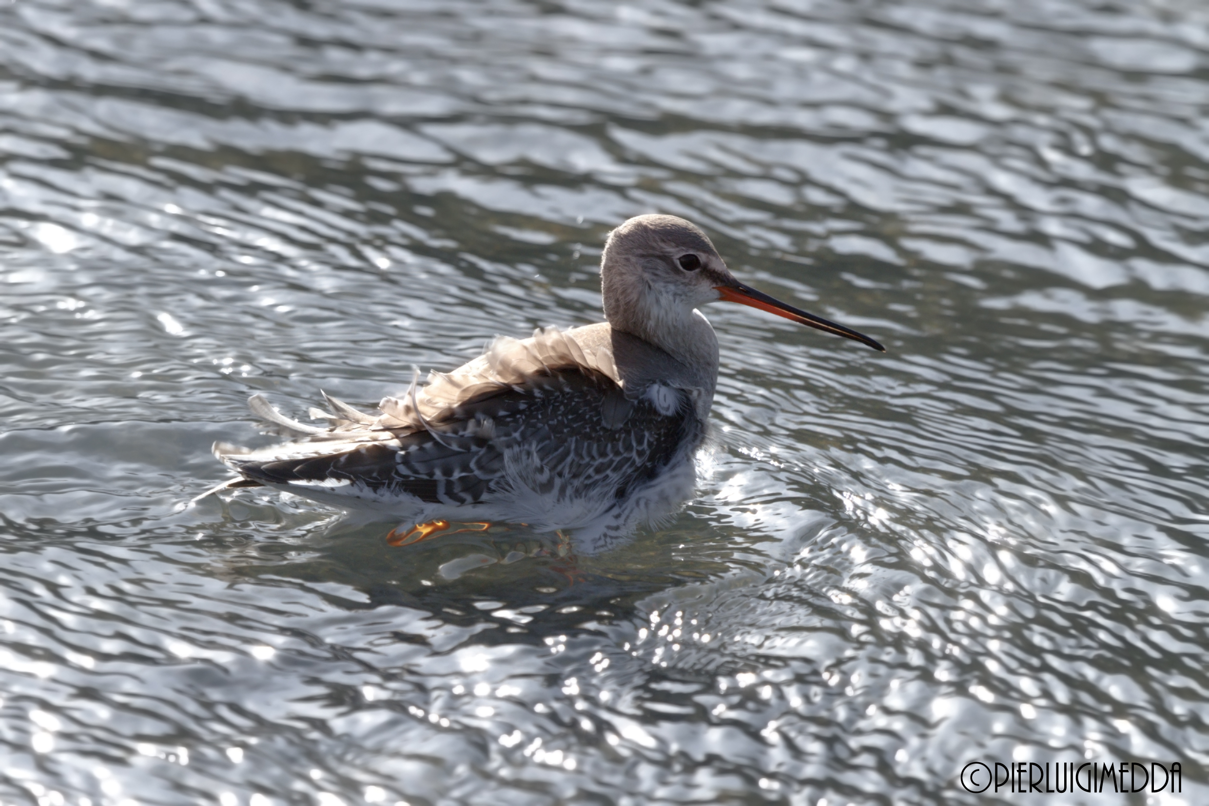 Totano moro    Tringa erythropus