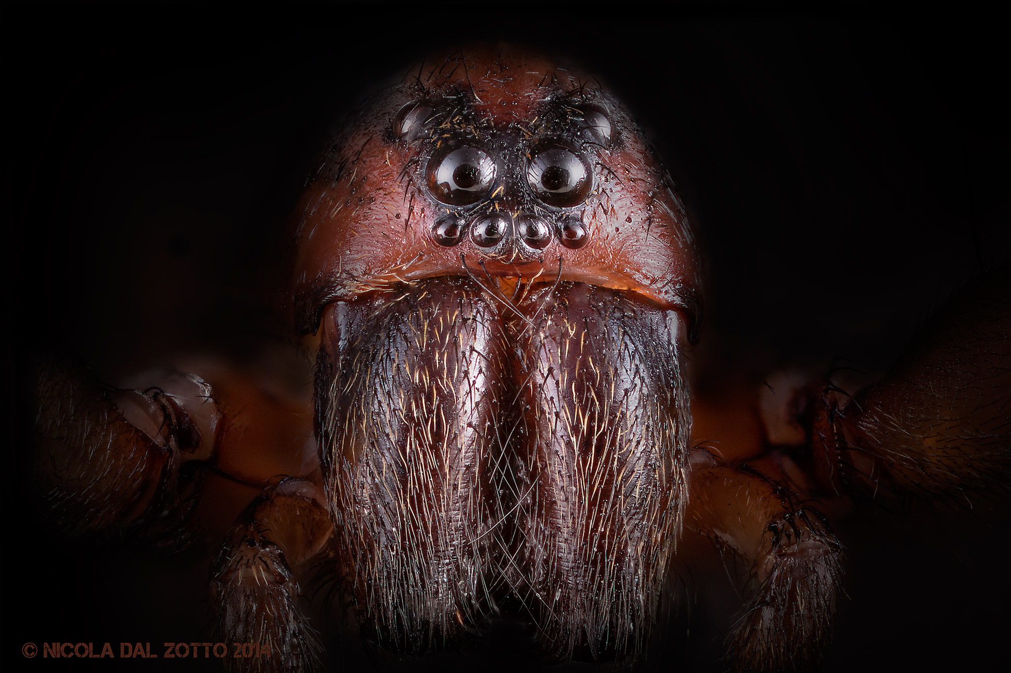 Octopus? No, spider: D