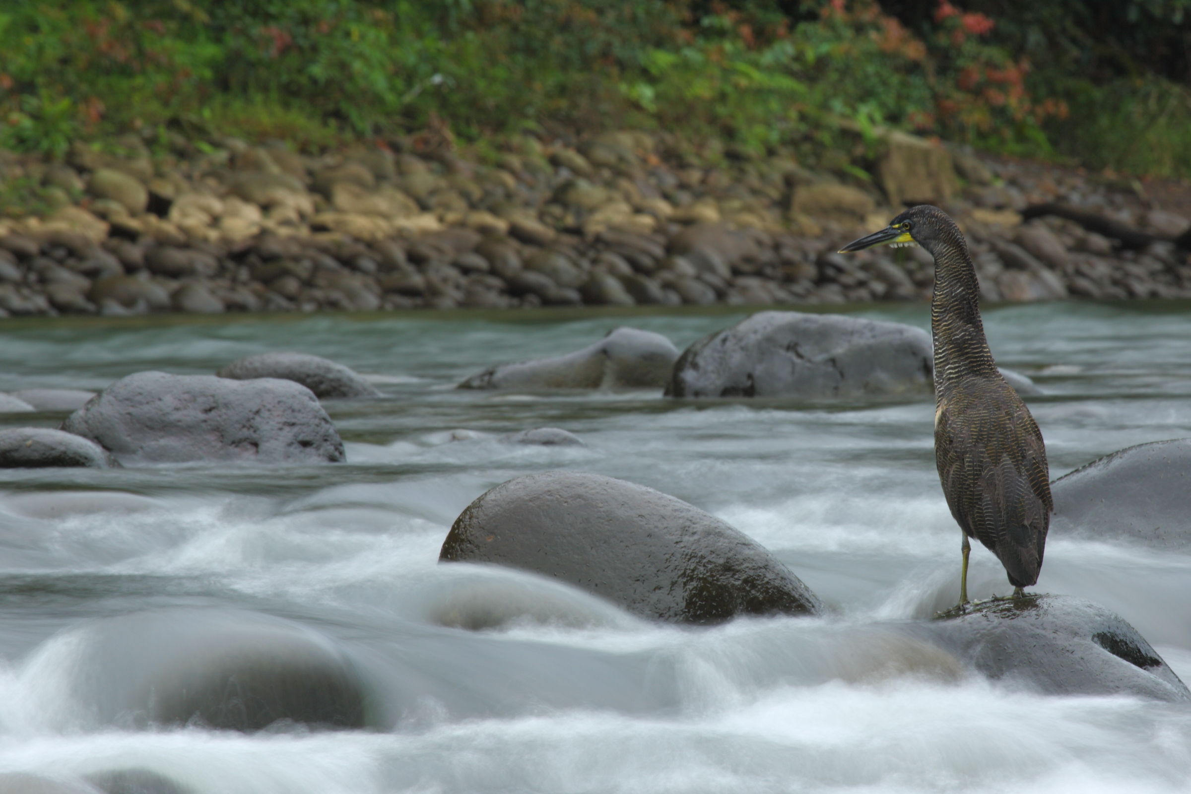 Airone tigrato fasciato
