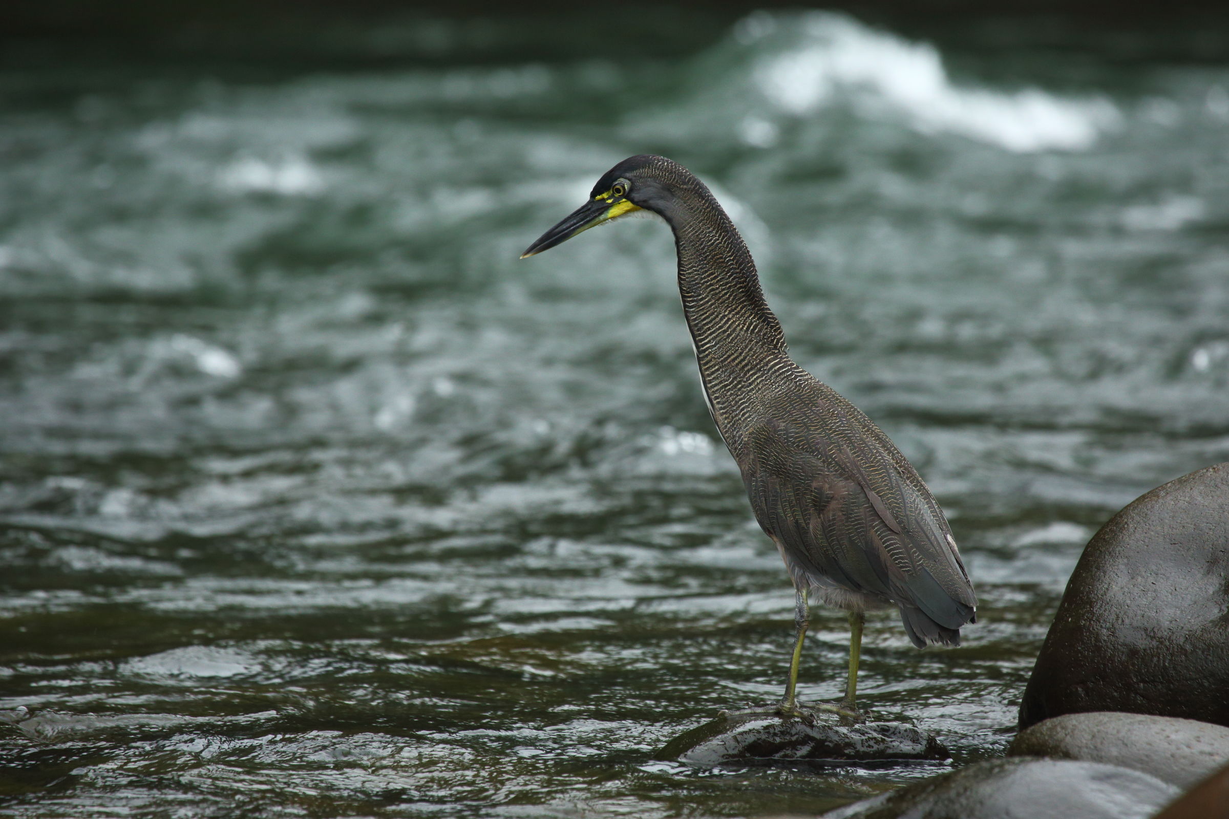 Airone tigrato fasciato