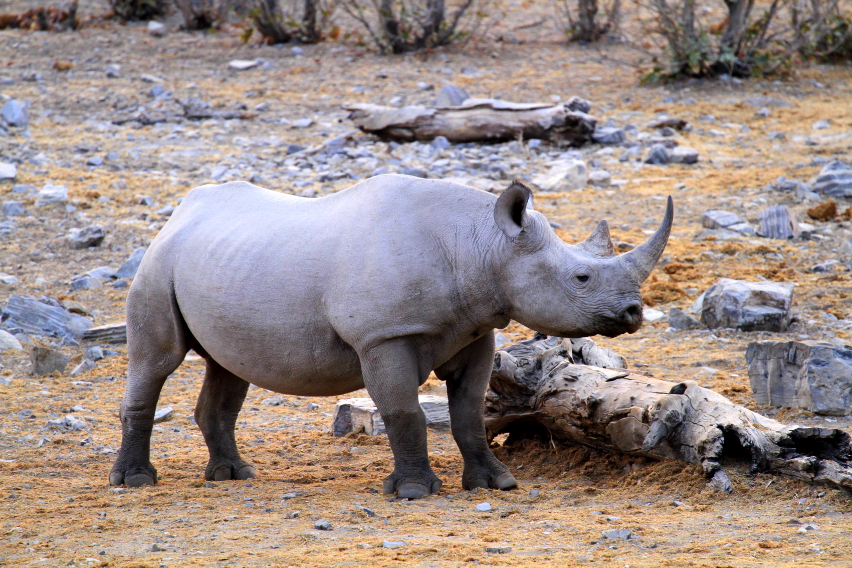 The short-tempered black rhino