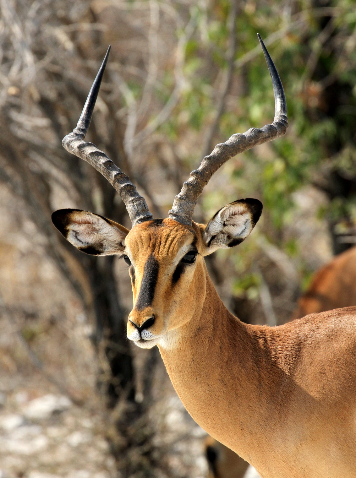 The rare Black-faced Impala