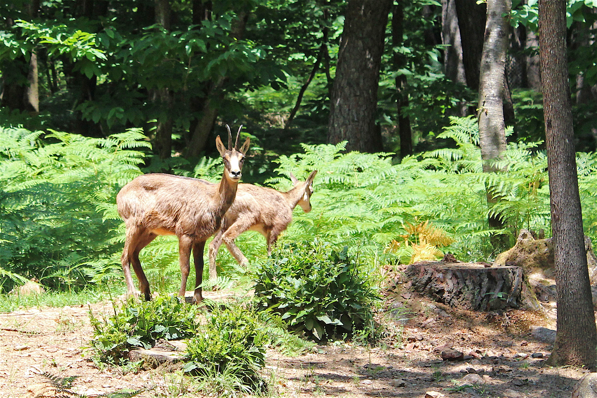 Camosci nel Casentino