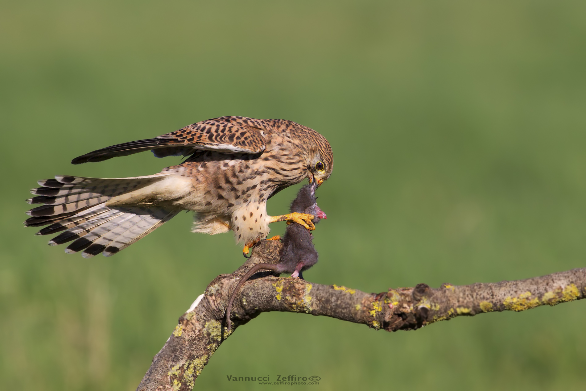 Kestrel