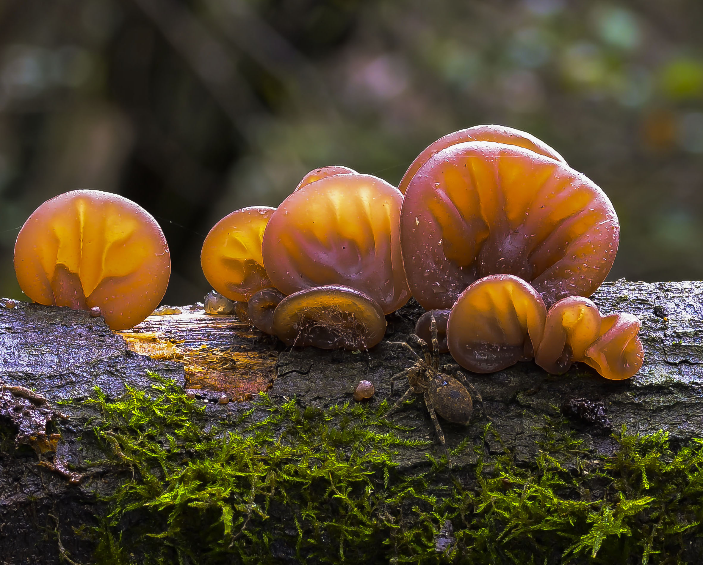 Auricularia auricula judae con ragno
