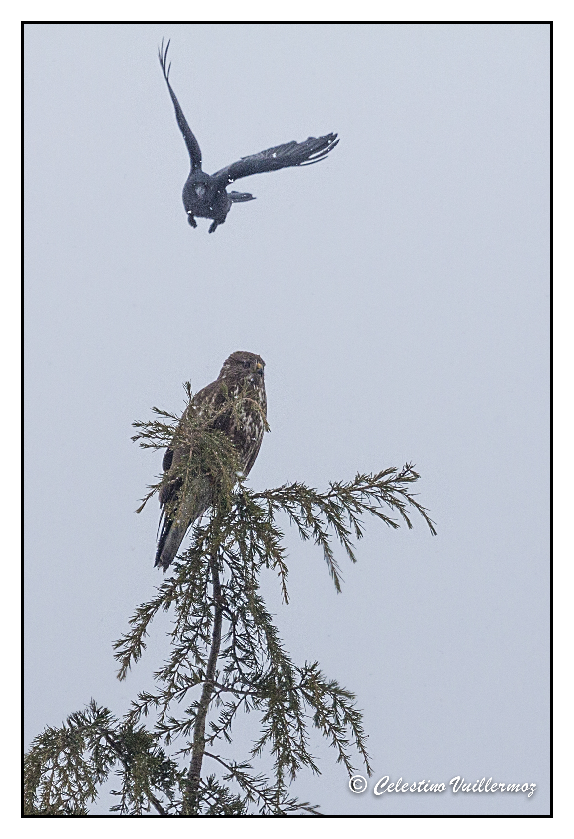 Poiana attacata dal corvo