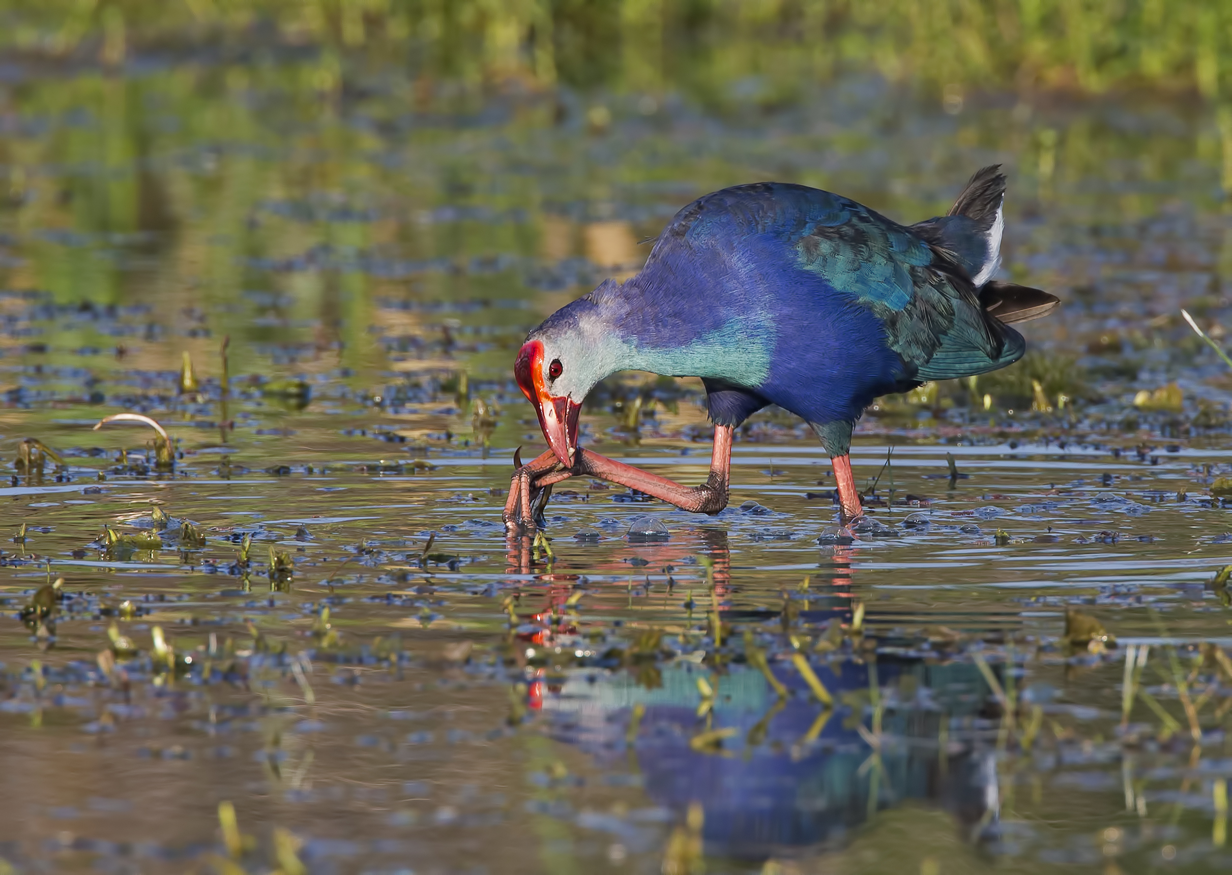 I colori del sultano