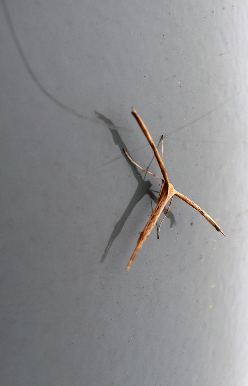 Pterophorus
