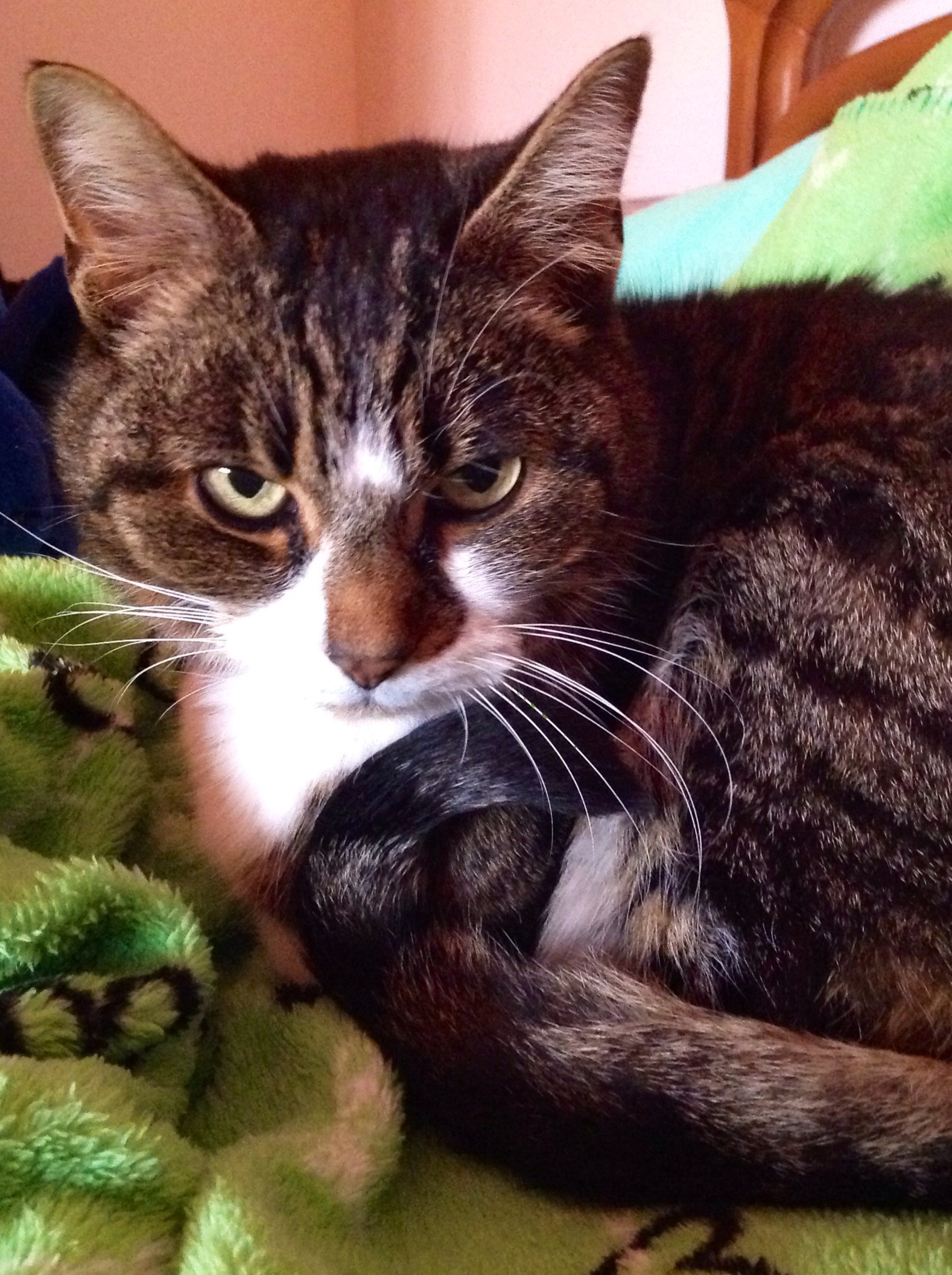 la mia micia...sperando che guarisca presto