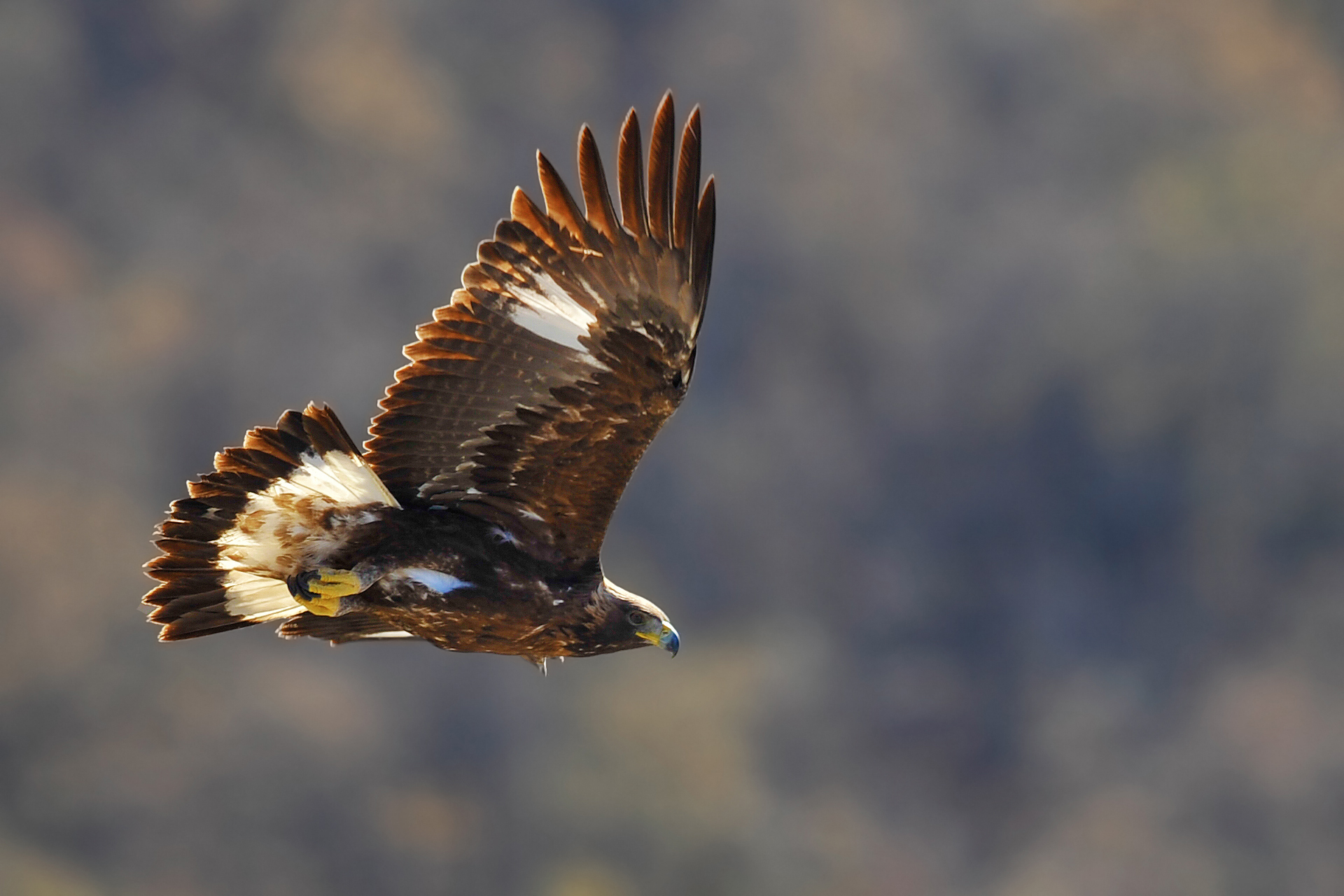 Aquila Reale ...incontro ravvicinato del mio tipo!