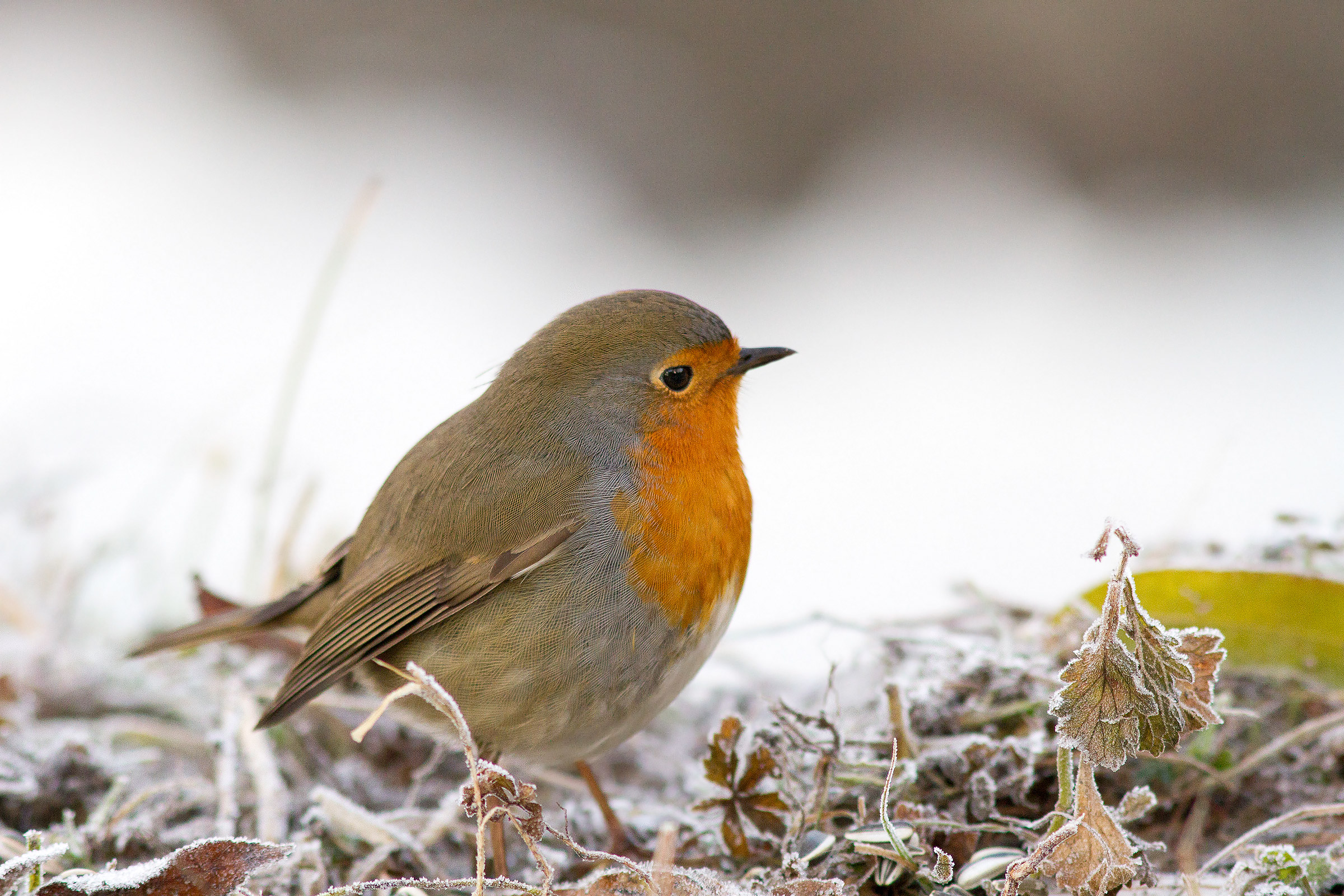 Robin hunting in the cold