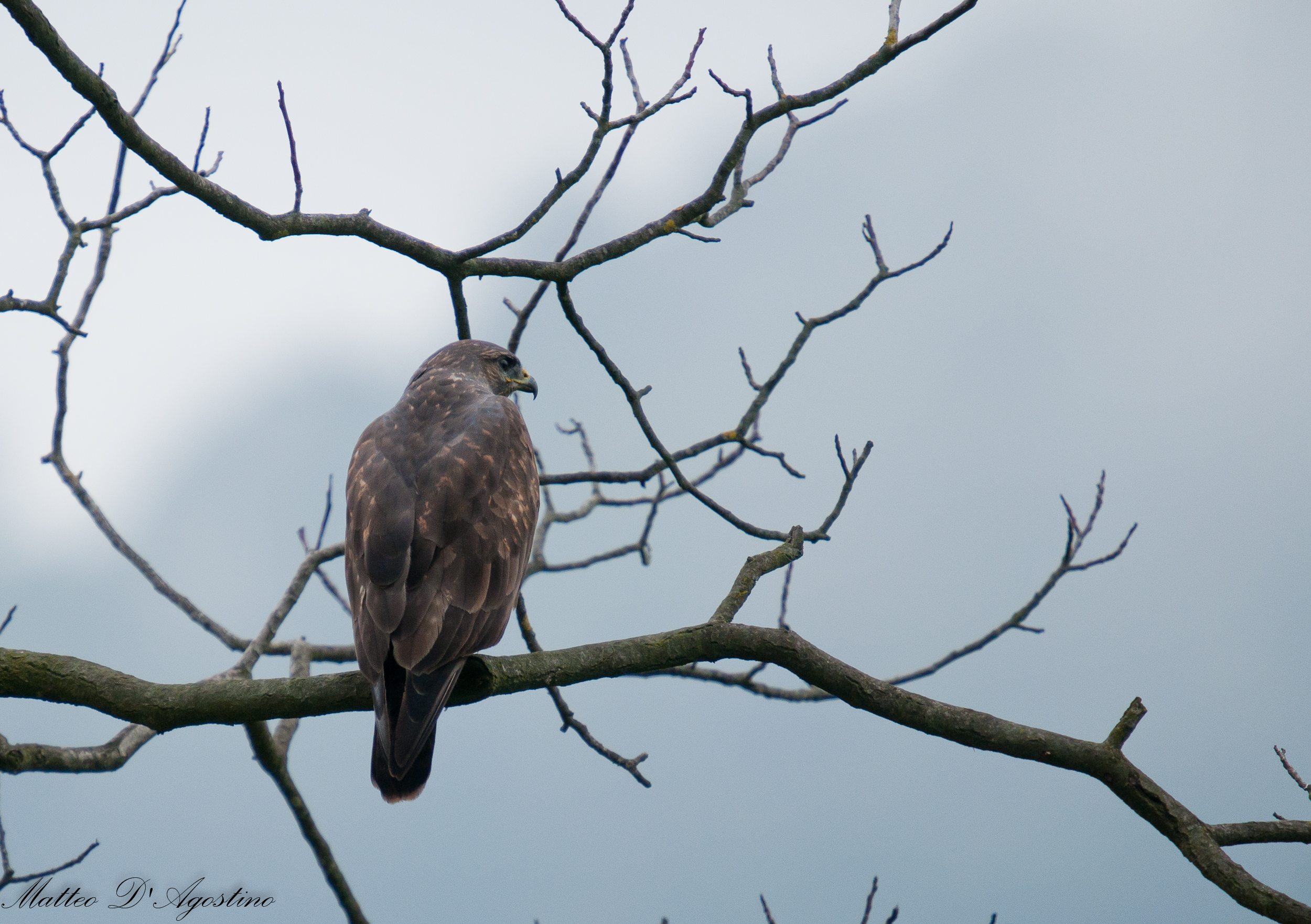 Buzzard