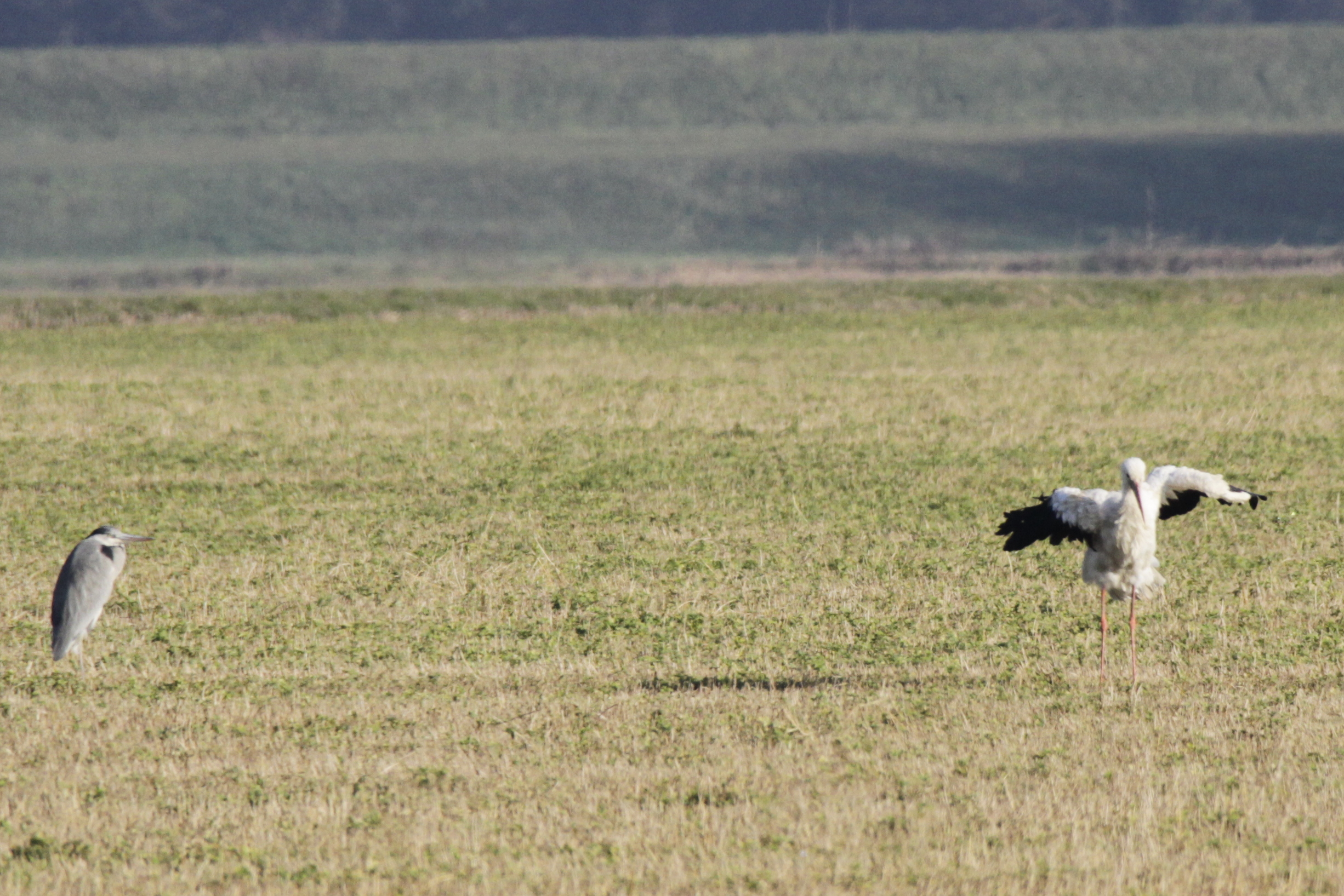 The large family - gray heron (?) And ciconia