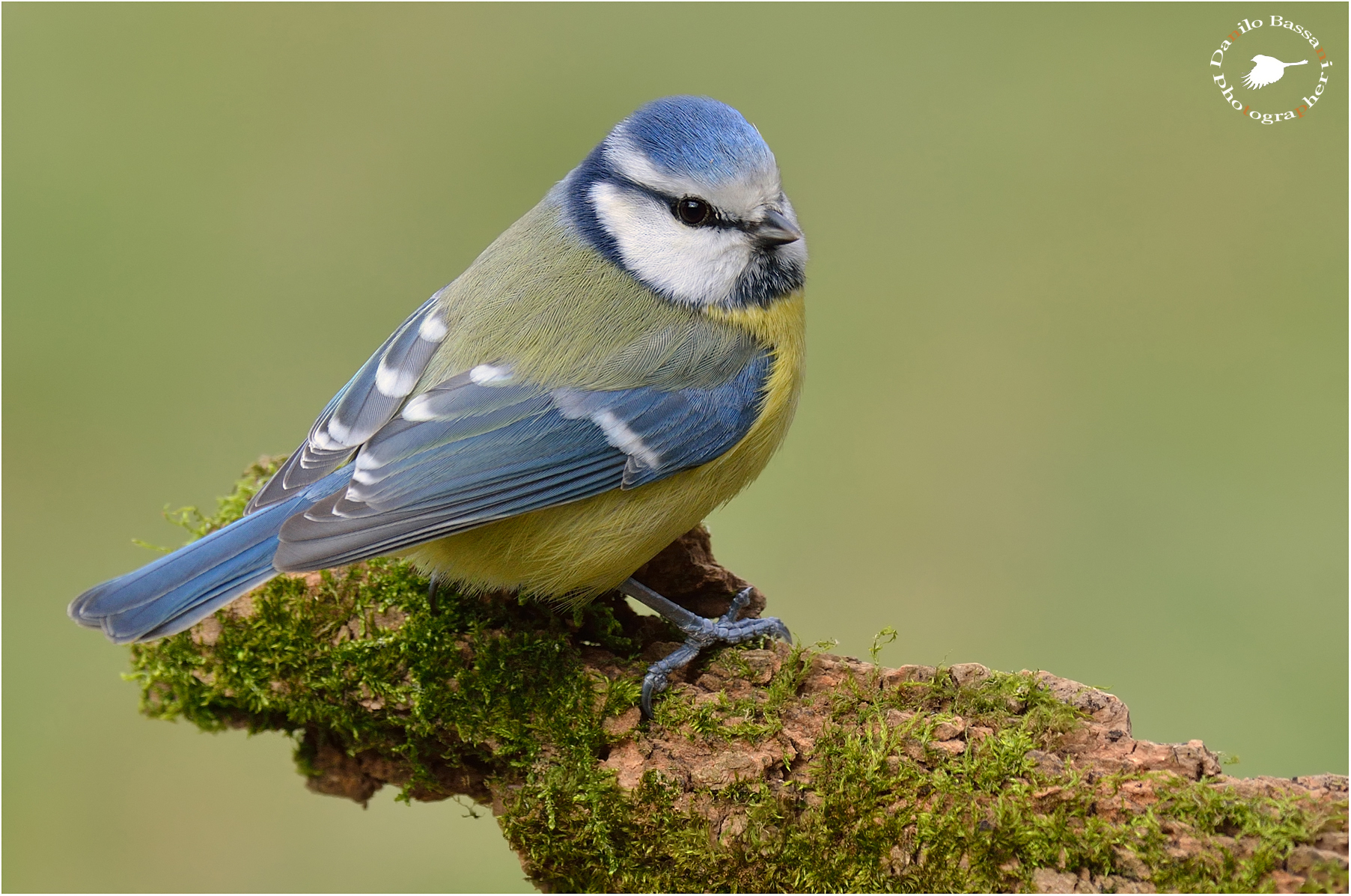 Blue Tit