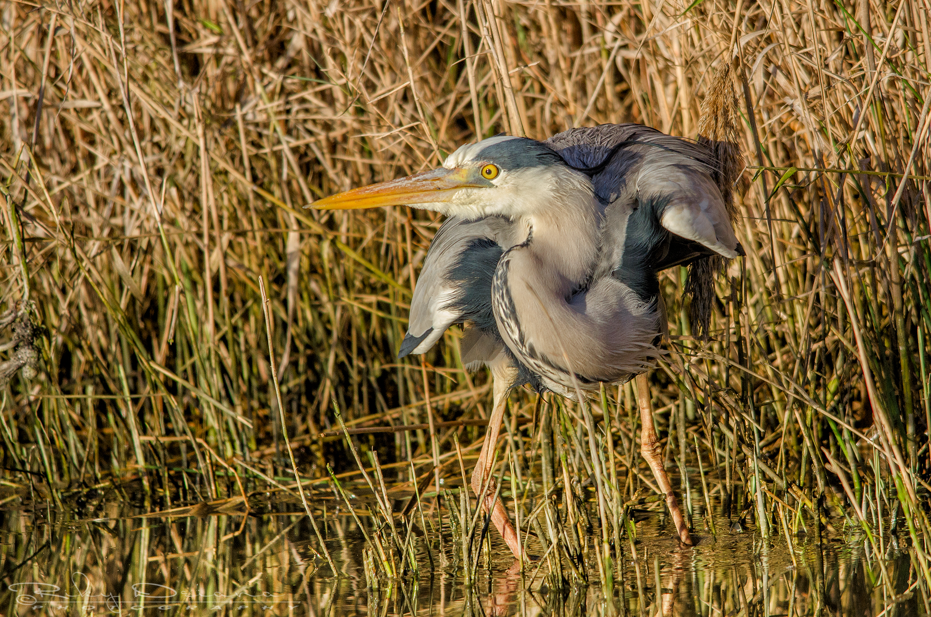 Ready?? vvvvviaaa .....