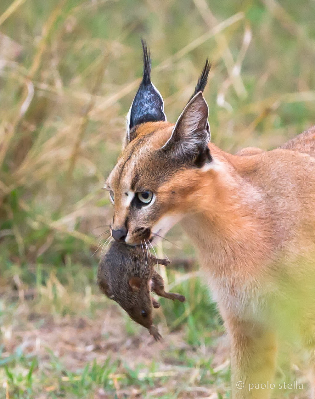 the caracal and the mouse
