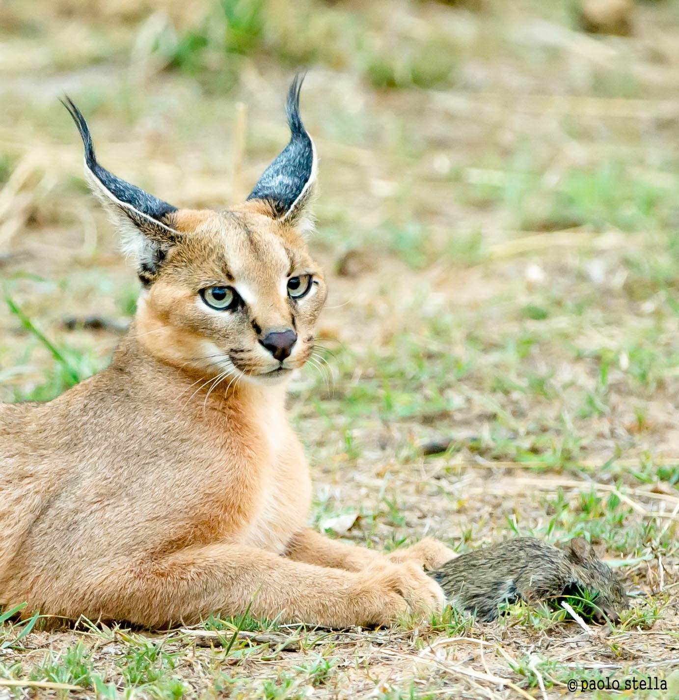 Portrait of the puppy caracal