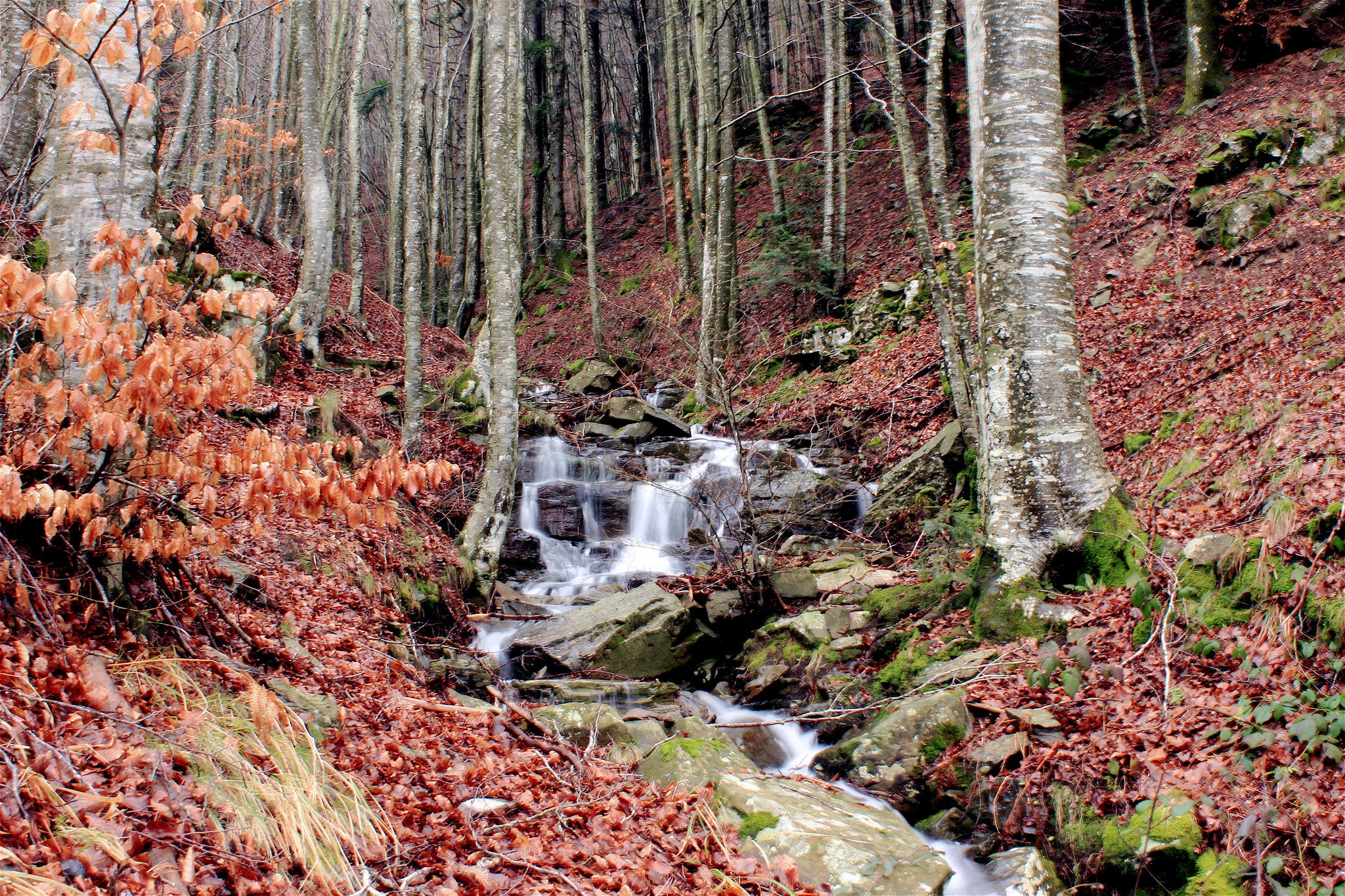 foresta del Pratomagno