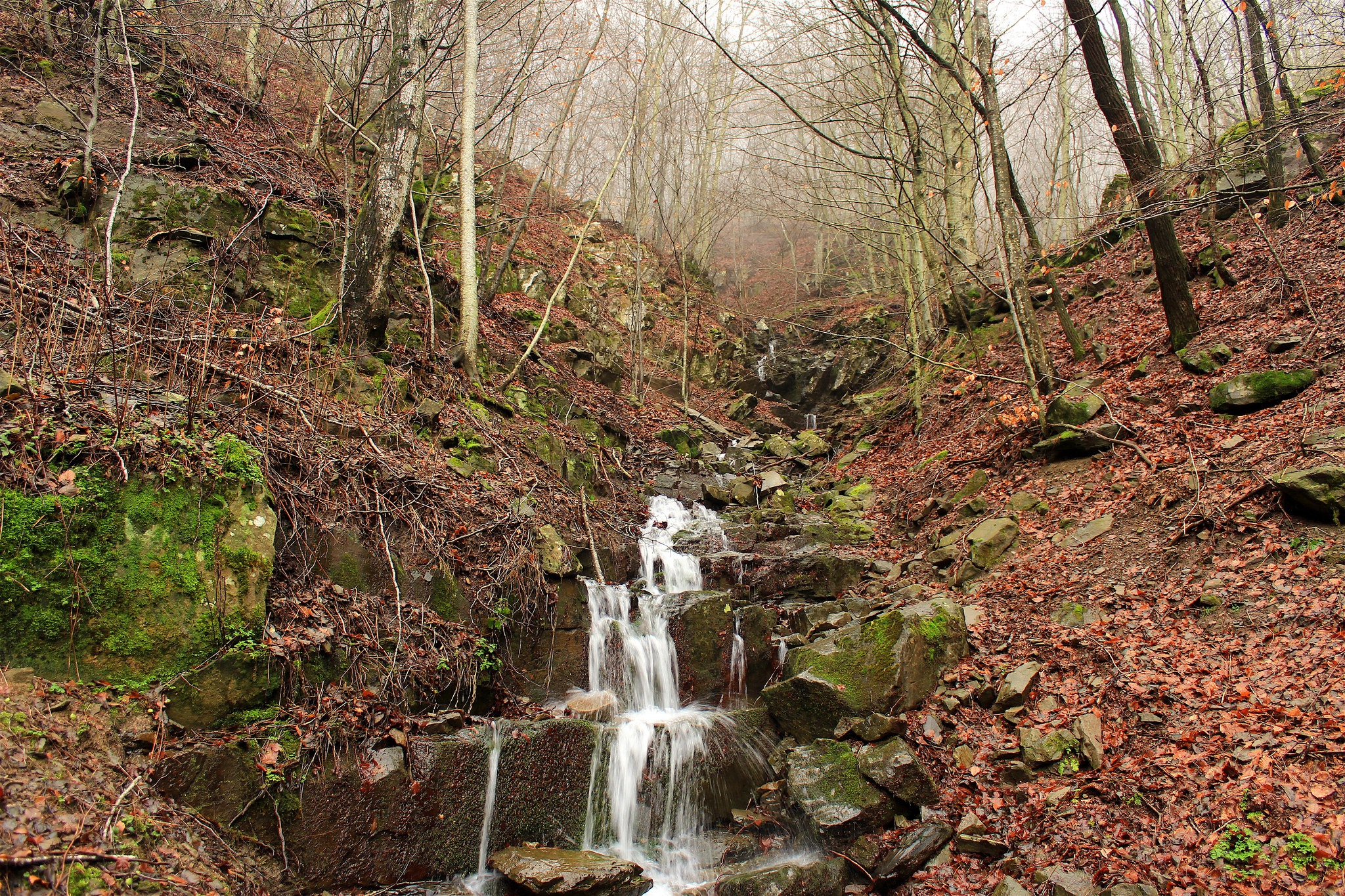 foreste del Casentino