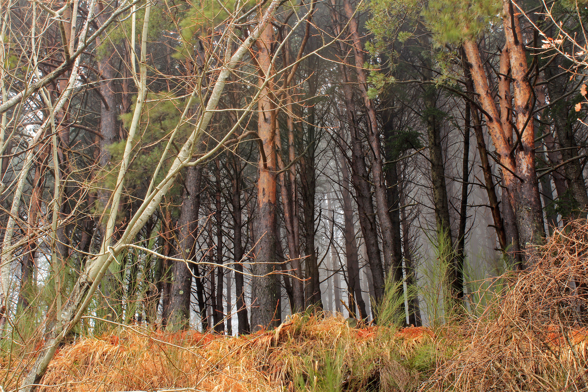foresta del Pratomagno